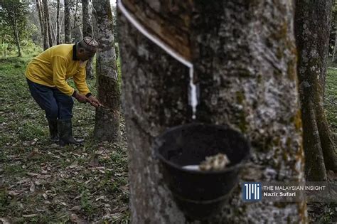 Pengeluaran Getah Asli Malaysia Turun Pada Januari The