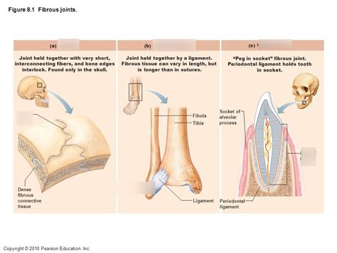 fibrous joints Diagram | Quizlet