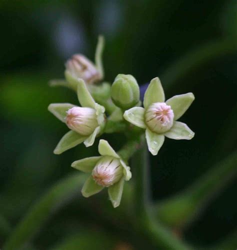 Flora Of Zimbabwe Species Information Individual Images Trichilia