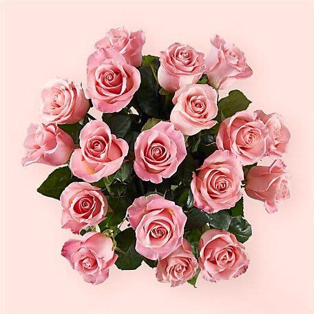 Long Stem Pink Rose Bouquet | Pink rose bouquet, Rose bouquet, Rose