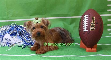 Little Cadbury Chocolate Sable Yorkie Yorkie Cadbury