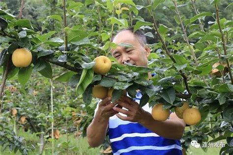 九陂花果经济活力显现，优质富硒水果今天上市 连州门户网站 Cnxxgkxwsp