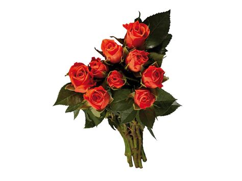 Рози | Лидл | Oferta.bg
