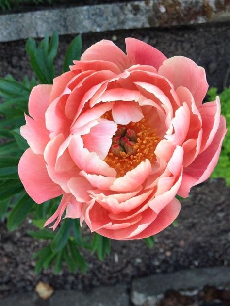 A Large Pink Flower Sitting On Top Of A Lush Green Plant