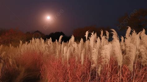 Cahaya Bulan Di Rerumputan Tinggi Gambar Pemandangan Musim Gugur Dan