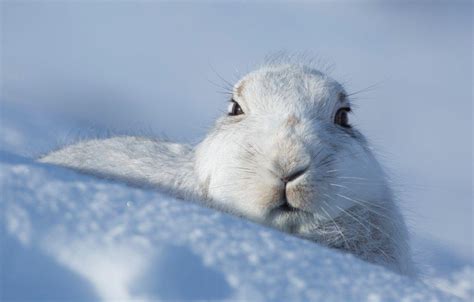 Snow Rabbit Desktop Wallpapers Top Free Snow Rabbit Desktop