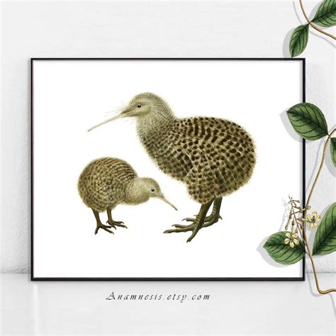 Kiwi Bird Art Print - Etsy