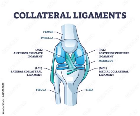 Stockvektorbilden Collateral Ligaments With Knee Anatomical Skeletal