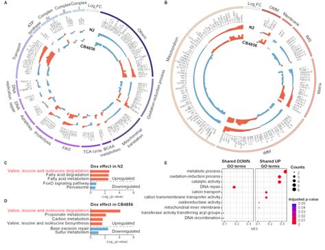 Dox Induced Significant Alterations In Mitochondrial Genes In Both N2