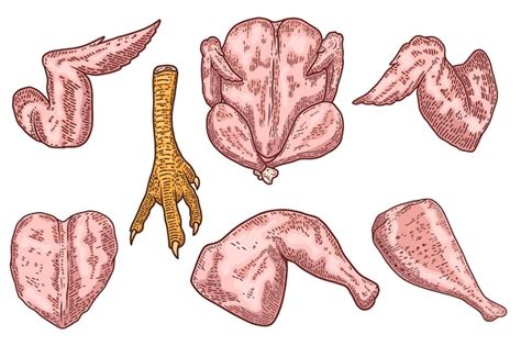 Premium Vector Illustration Of Cuts Of Chicken Meat In Engraving Style Chicken Wings Legs