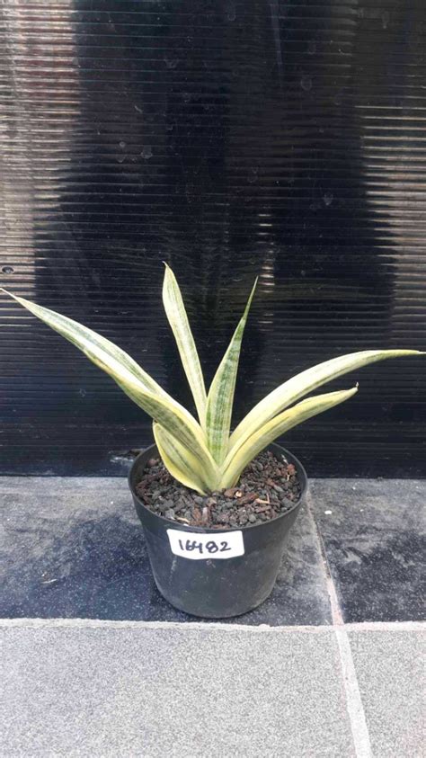 Sansevieria Uganda Variegated Bare Rooted Furniture Home