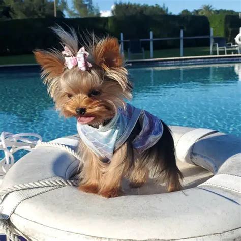 Yorkie Shedding How Much Do Yorkshire Terriers Shed