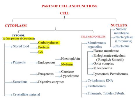 cellular level  organisation recnotes
