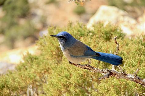 Western Scrub Jay Grand Canyon National Park Photograph By Ed Riche