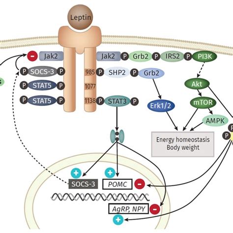 Pdf The Inflammatory Profile Of Obesity And The Role On Pulmonary