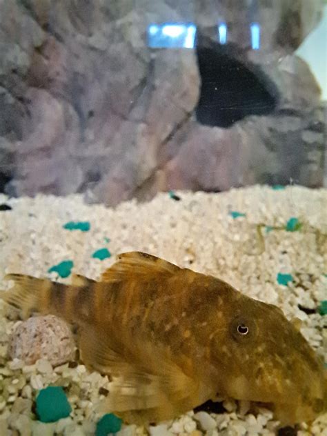 Remember my clown w the tail spikes? Here's a better pic of Jerry. He's