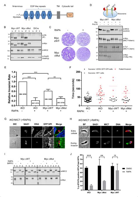 Functional Analysis Of MIC7 And Its Myristoylation In Double Tagged