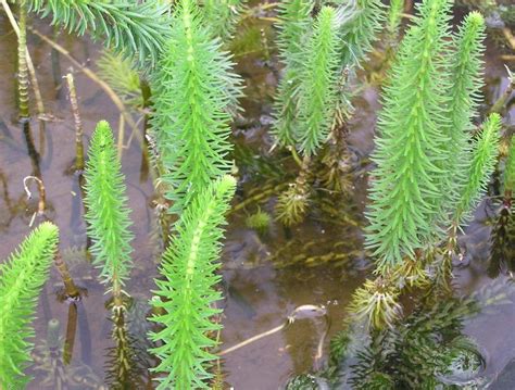 Hippuris vulgaris - Merebrook Pond Plants