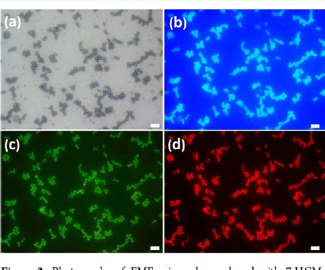 Figure 2 From Dual Mode Encoded Magnetic Composite Microsphere Based On