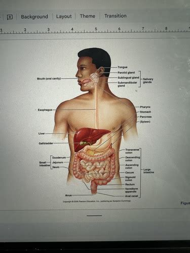 A P Lab Quiz Flashcards Quizlet