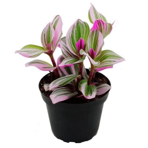 Jual Tanaman Hias Tradescantia Nanouk Nanok Shopee Indonesia