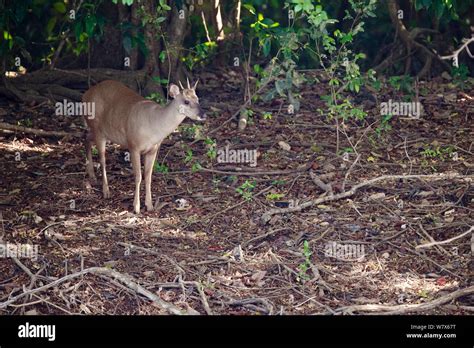 Red Brocket Deer Mazama Americana In Forest Brazil Stock Photo Alamy