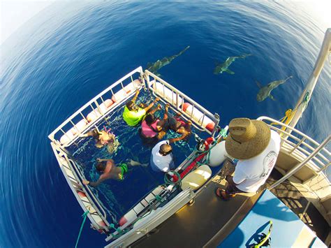 The Ultimate Guide To Oahu Shark Cage Diving Tours Hawaii Travel Guide