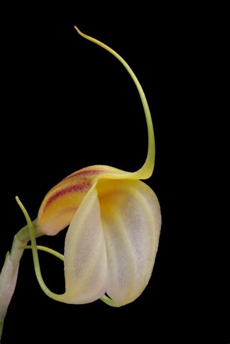 Masdevallia Schroederiana Wiel Driessen Flickr