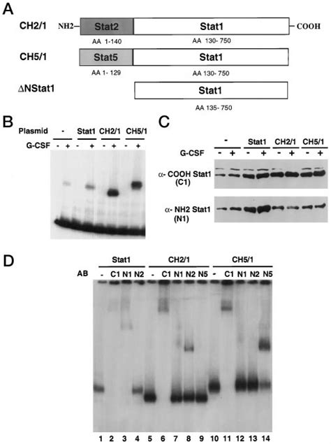 Characterization Of Activated Chimeric Stats A Structure Of Mutant