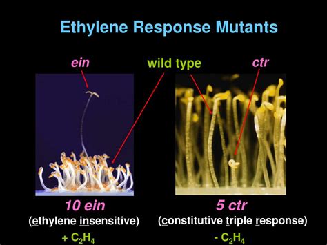 Ppt Signal Transduction Of Plant Hormone Ethylene Powerpoint