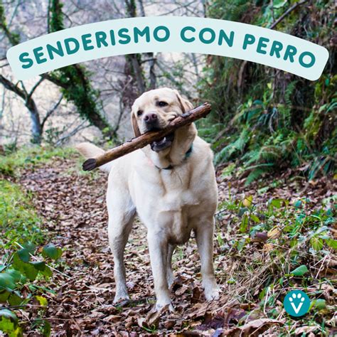 Senderismo Con Perro En Madrid Sept H Vive Pet Resort