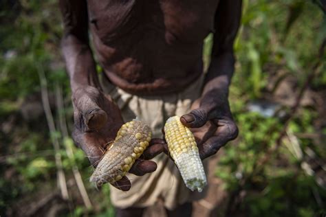 How To Mitigate The Effects Of Climate Change On Food Security World