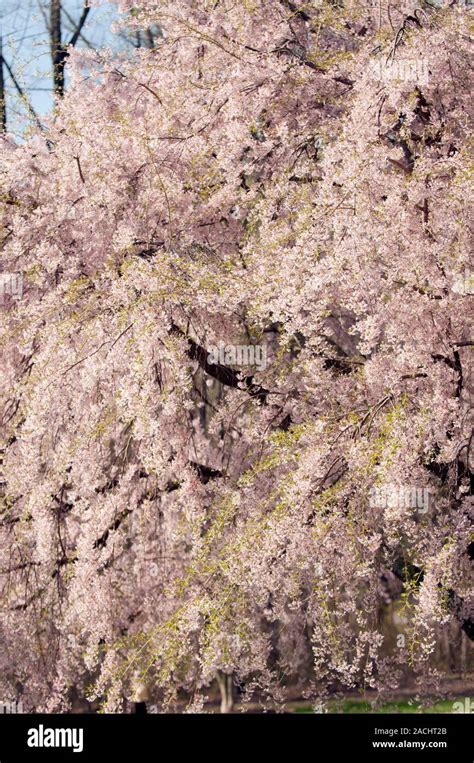 Yoshino Cherry Prunus X Yedoensis In Flower Stock Photo Alamy