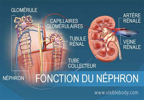 Système urinaire Rein