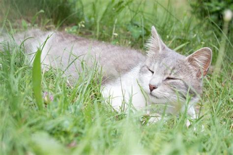 Sleeping Cat in the Green Grass Stock Photo - Image of sleep ...