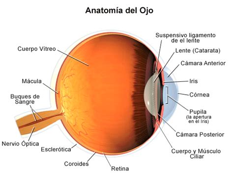 Donde Se Encuentra La Retina Del Ojo - Consejos Ojos