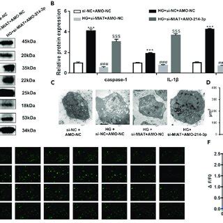 MIAT Regulated Pyroptosis In Cardiomyocytes Via MIAT MiR 214 3p CASP1