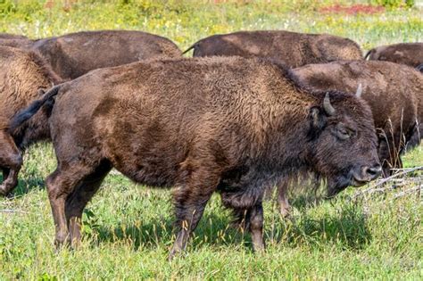 Premium Photo | Minneopa state park bison herd