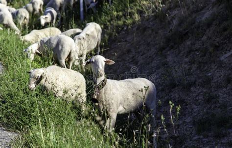 Ovinos No Campo Imagem De Stock Imagem De Terra Verde