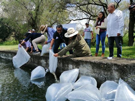 COMPESCA Siembra Compesca 100 mil crías de tilapia en embalses de