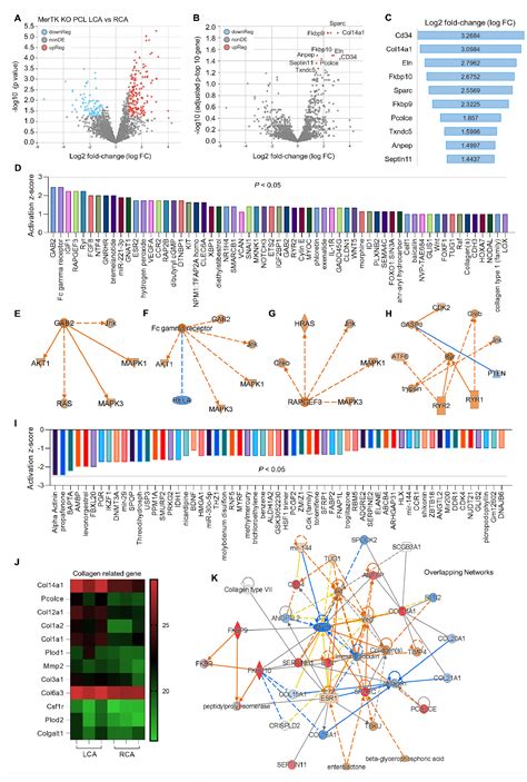 Figure From Disturbed Flow Impairs Mertk Mediated Efferocytosis In