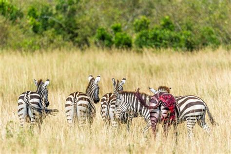 Premium Photo Rear View Of Zebras On Grass