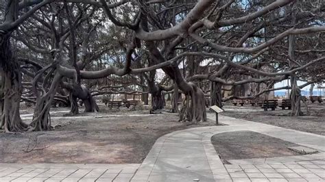 Video Shows Lahainas 150 Year Old Banyan Tree Smoldering But Still