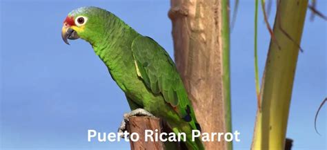 The Majestic Puerto Rican Parrot: A National Treasure - Ask About Birds