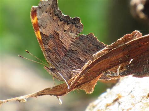 Wisconsin Butterflies And Moths Of North America