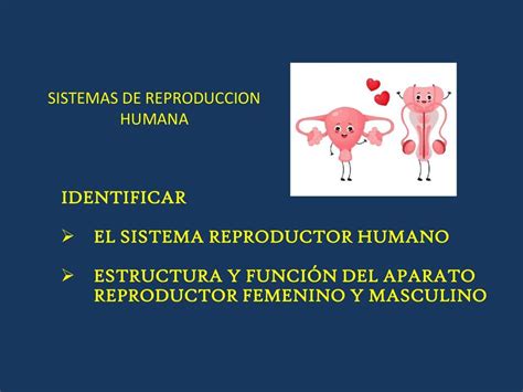 Ppt Reproducci N Humana Cristian Aguirre Udocz