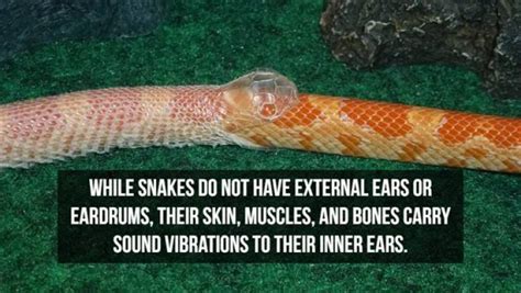 Slithering Facts About Snakes 20 PICS Izismile