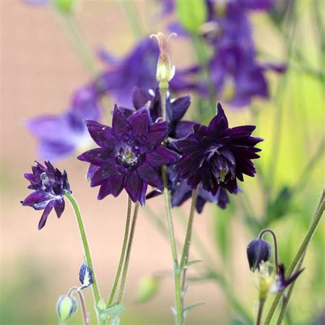 Akeleje Black Barlow Aquilegia Vulgaris • Priser