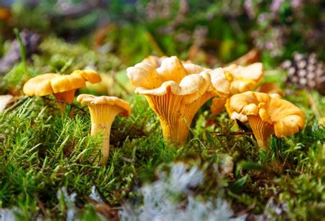 10 Types of Edible Mushrooms and Where to Find Them