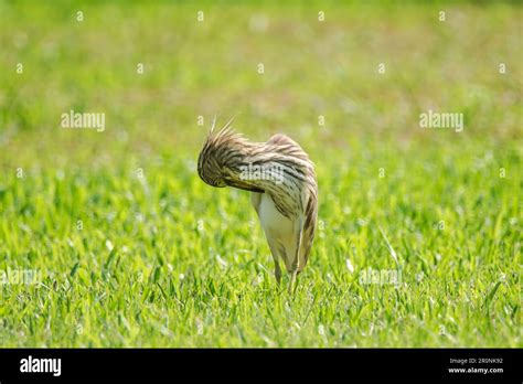 Chinese Pond Heron On The Lawn Chinese Pond Heron Ardeola Bacchus Is